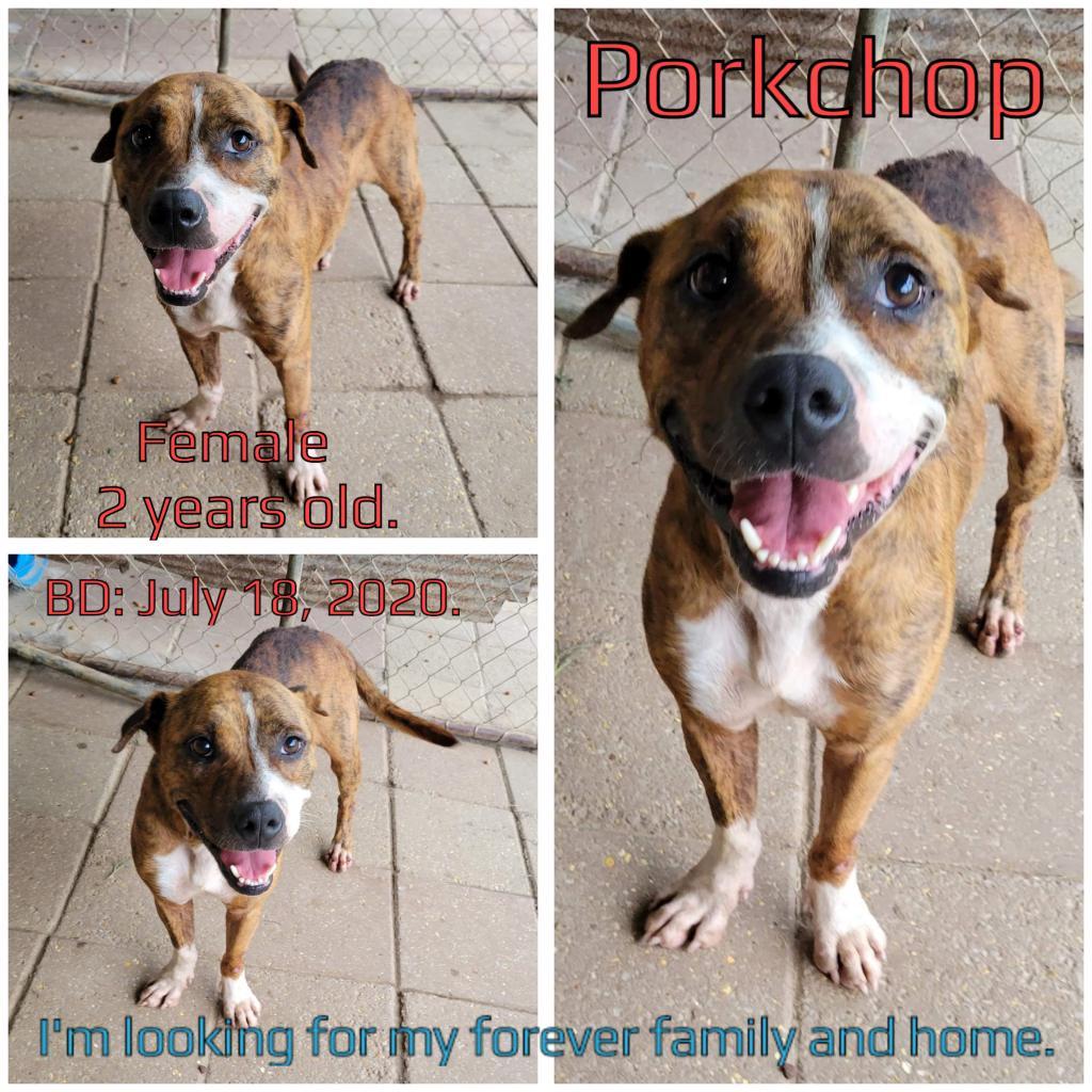 Porkchop, an adoptable Mixed Breed in Boaz, AL, 35957 | Photo Image 1