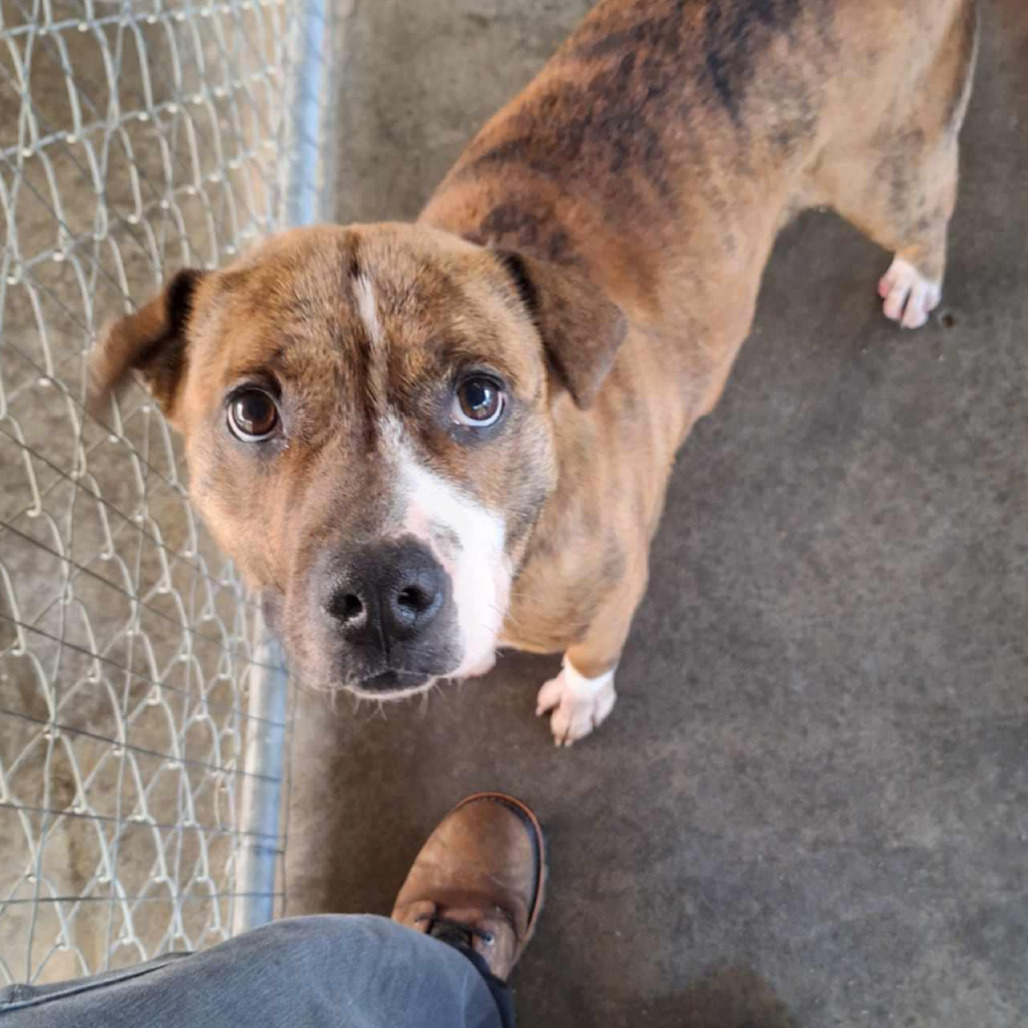 Porkchop, an adoptable Mixed Breed in Boaz, AL, 35957 | Photo Image 1