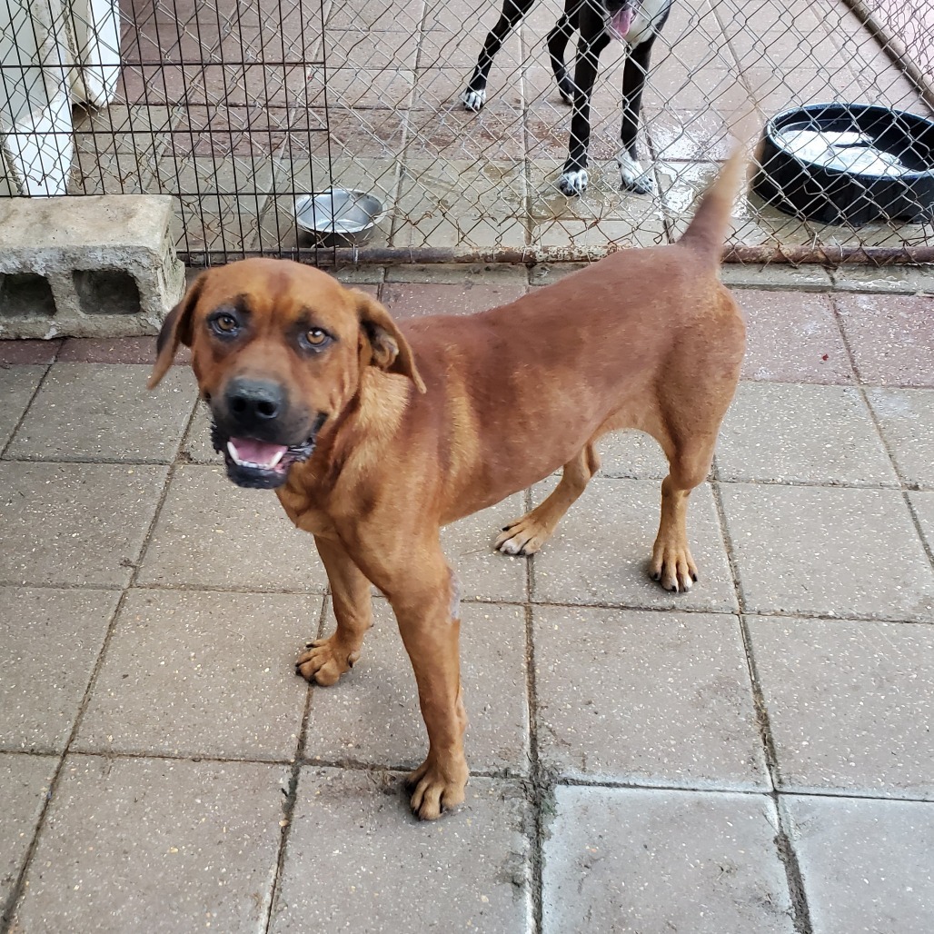 Albert, an adoptable Hound, Mixed Breed in Boaz, AL, 35957 | Photo Image 1