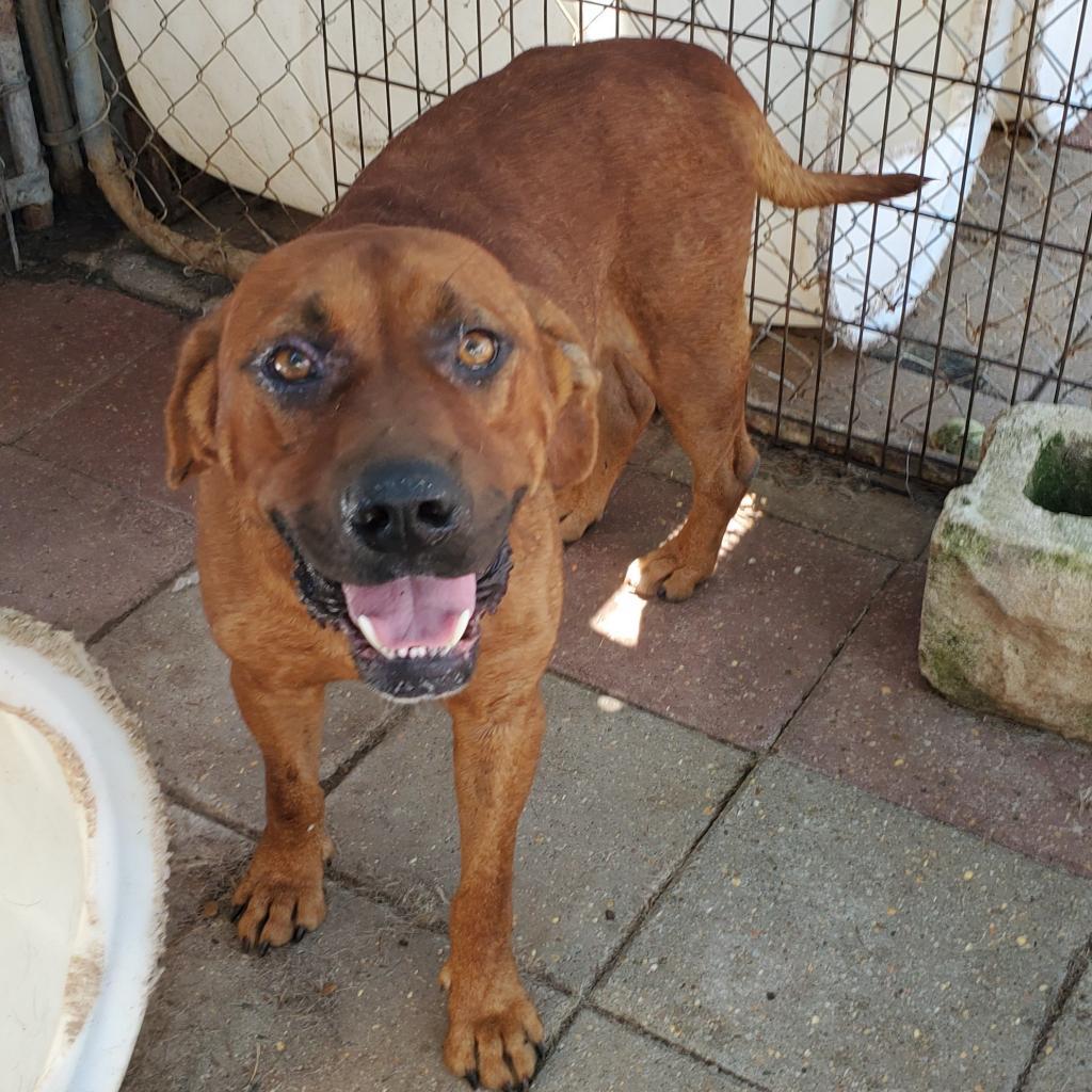 Albert, an adoptable Hound, Mixed Breed in Boaz, AL, 35957 | Photo Image 3