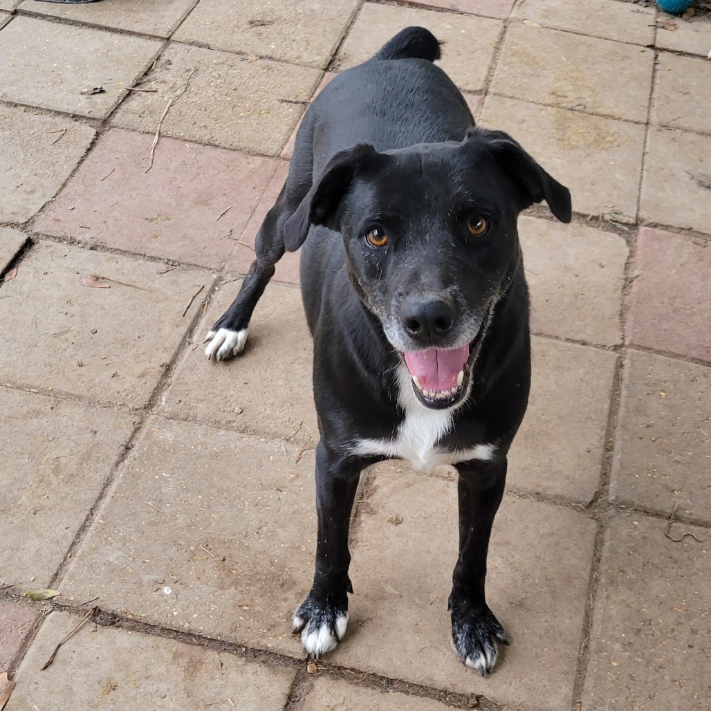 Mork, an adoptable Mixed Breed in Boaz, AL, 35957 | Photo Image 1