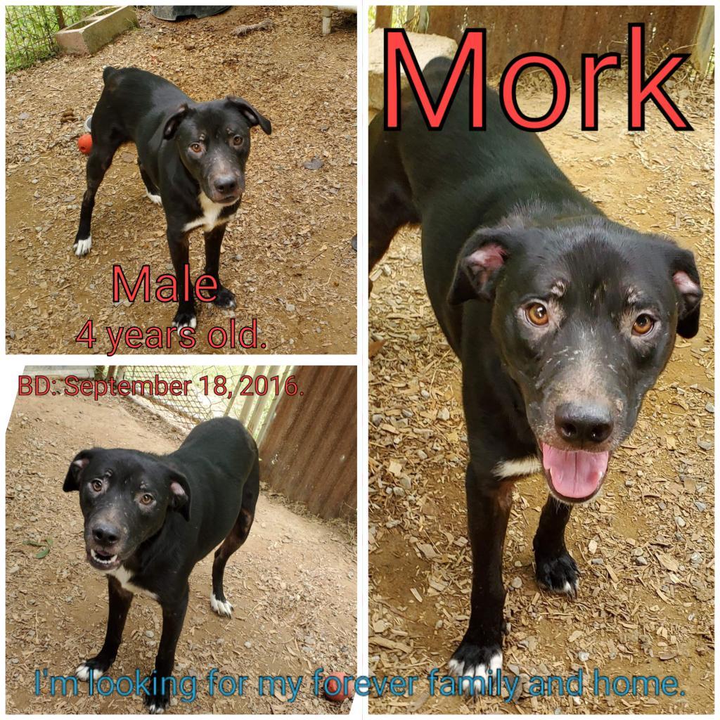 Mork, an adoptable Mixed Breed in Boaz, AL, 35957 | Photo Image 5