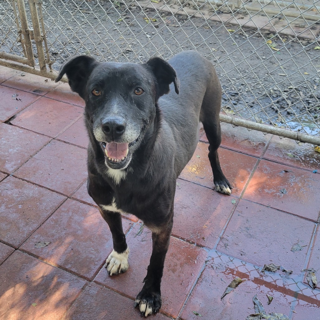 Thomas, an adoptable Mixed Breed in Boaz, AL, 35957 | Photo Image 1