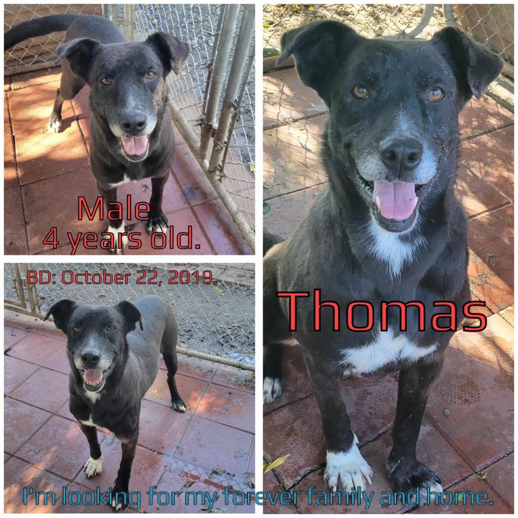 Thomas, an adoptable Mixed Breed in Boaz, AL, 35957 | Photo Image 4