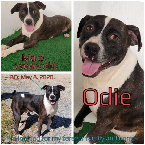 Odie