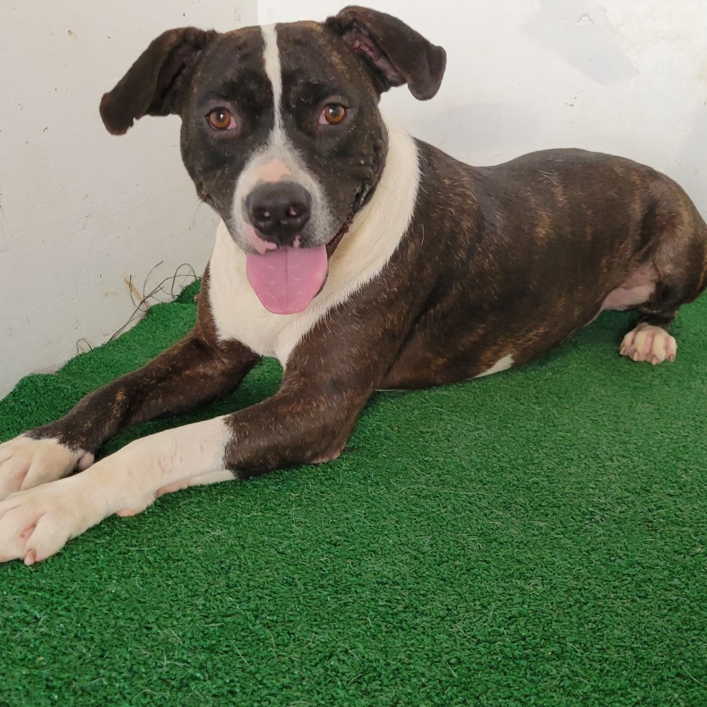 Odie, an adoptable Mixed Breed in Boaz, AL, 35957 | Photo Image 1