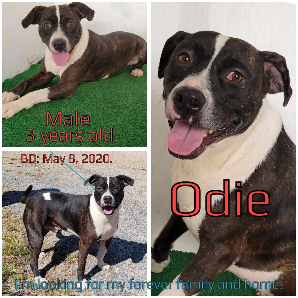 Odie, an adoptable Mixed Breed in Boaz, AL, 35957 | Photo Image 4