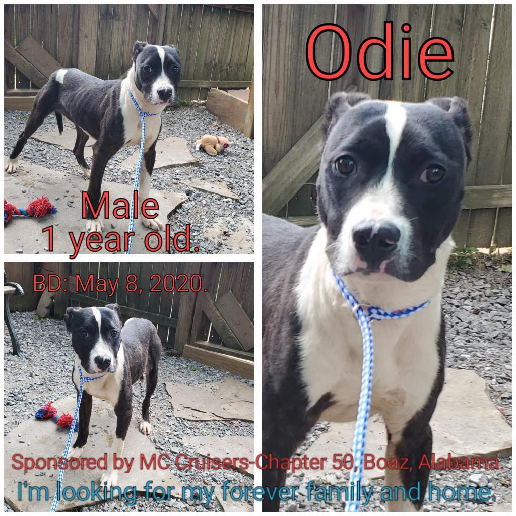 Odie, an adoptable Mixed Breed in Boaz, AL, 35957 | Photo Image 5