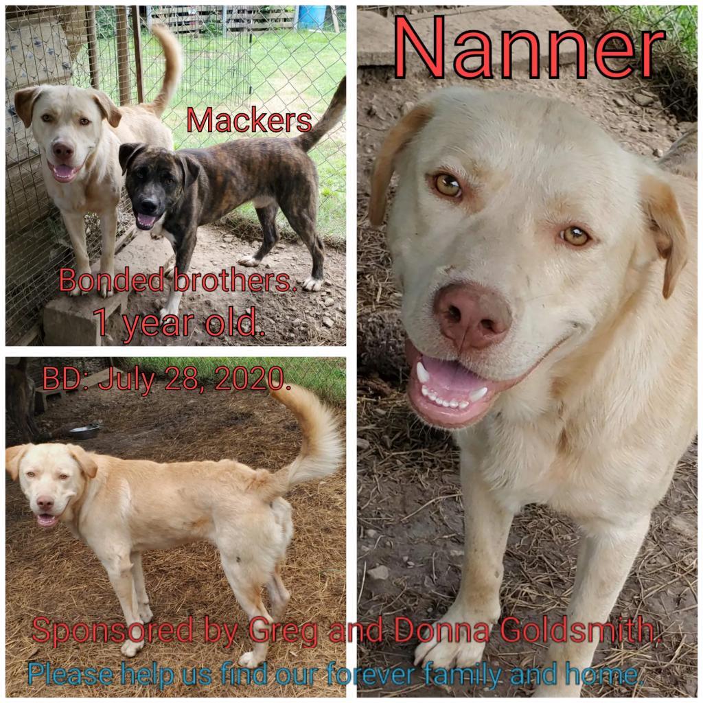 Nanner, an adoptable Mixed Breed in Boaz, AL, 35957 | Photo Image 1