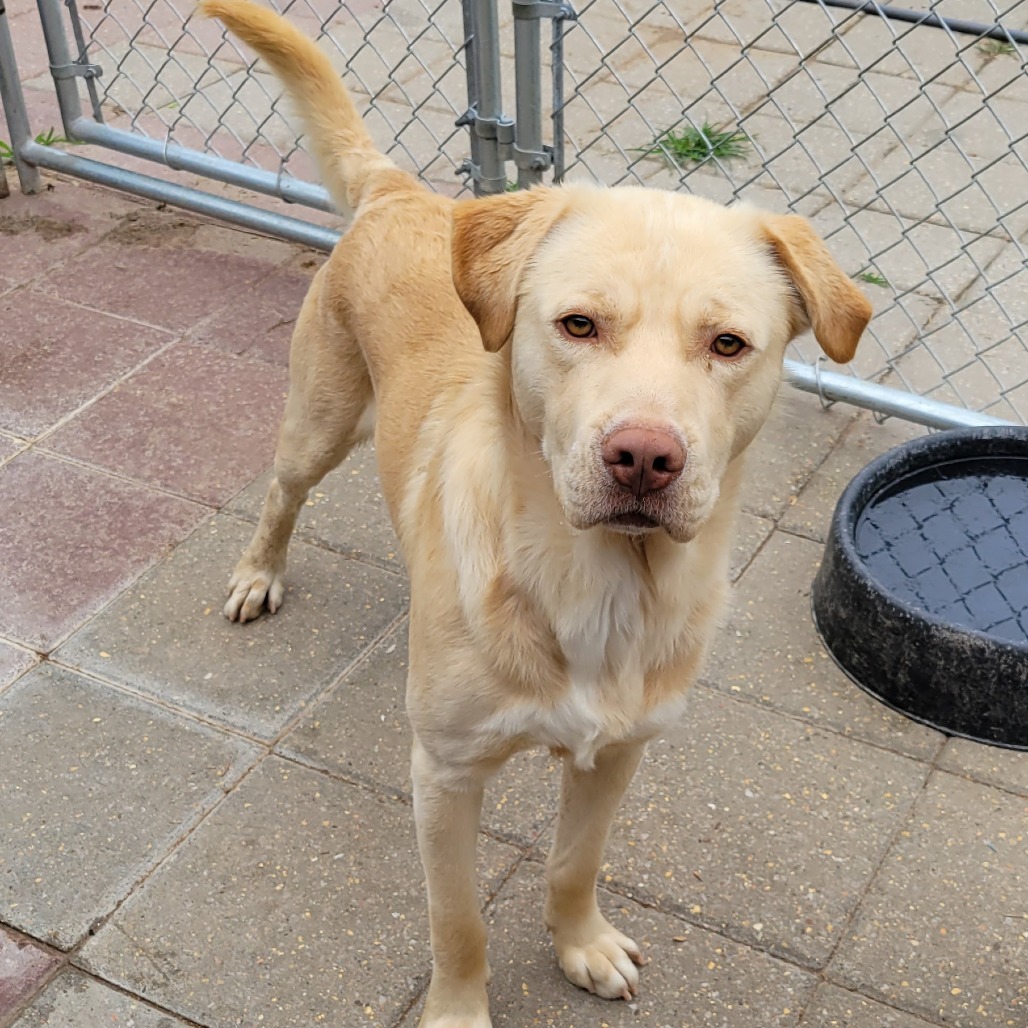 Nanner, an adoptable Mixed Breed in Boaz, AL, 35957 | Photo Image 1