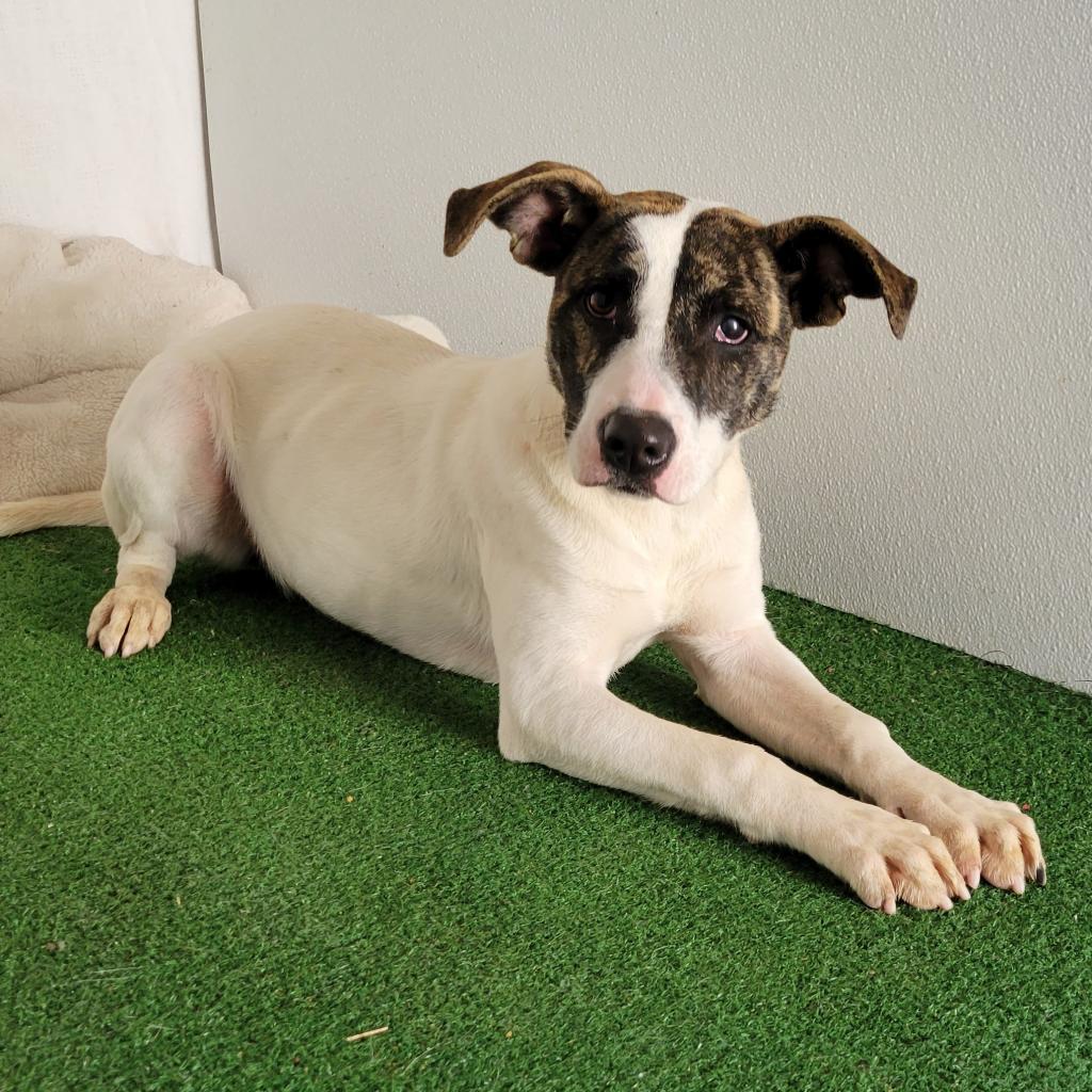 Teriah, an adoptable Mixed Breed in Boaz, AL, 35957 | Photo Image 1