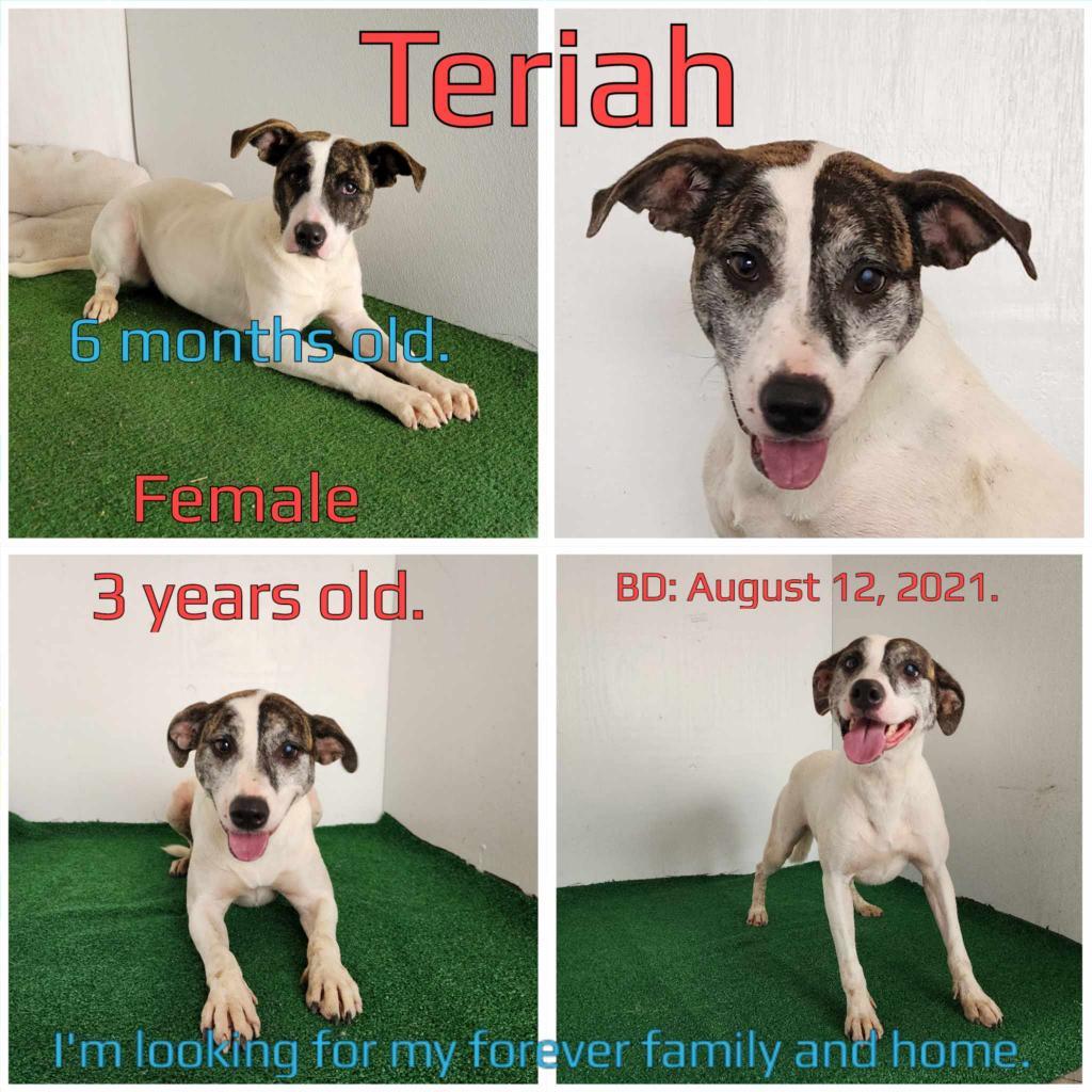 Teriah, an adoptable Mixed Breed in Boaz, AL, 35957 | Photo Image 2