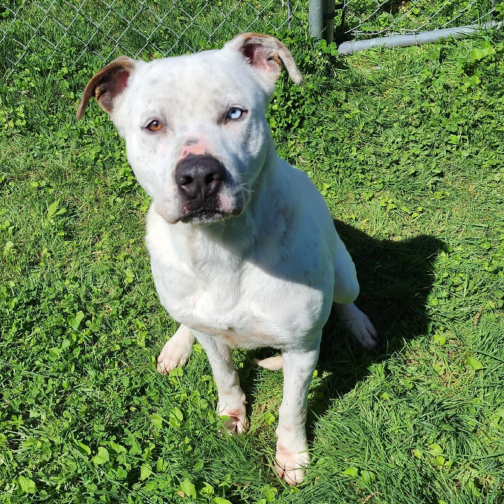Tyler, an adoptable Mixed Breed in Boaz, AL, 35957 | Photo Image 1