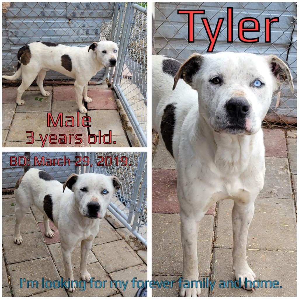 Tyler, an adoptable Mixed Breed in Boaz, AL, 35957 | Photo Image 3