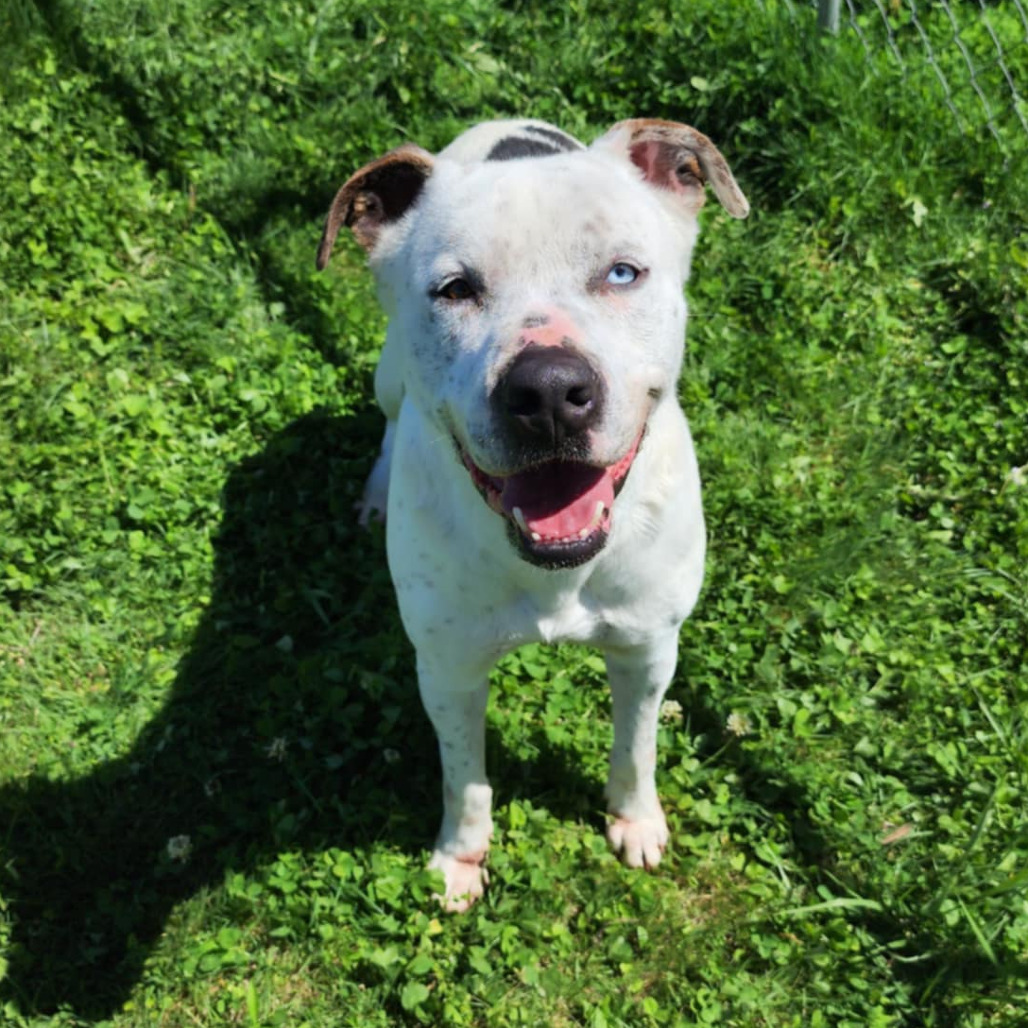 Tyler, an adoptable Mixed Breed in Boaz, AL, 35957 | Photo Image 4
