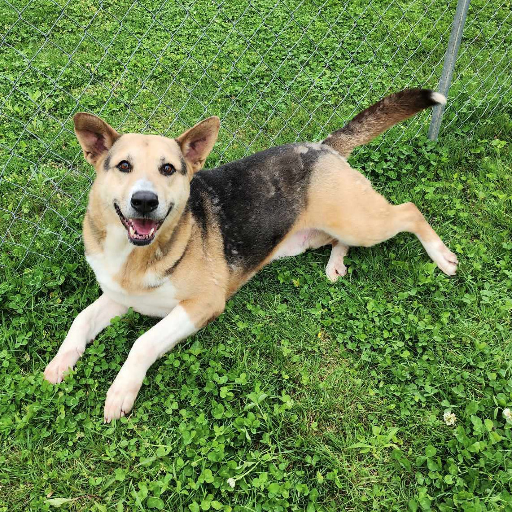 Enzo, an adoptable Shepherd, Mixed Breed in Boaz, AL, 35957 | Photo Image 1