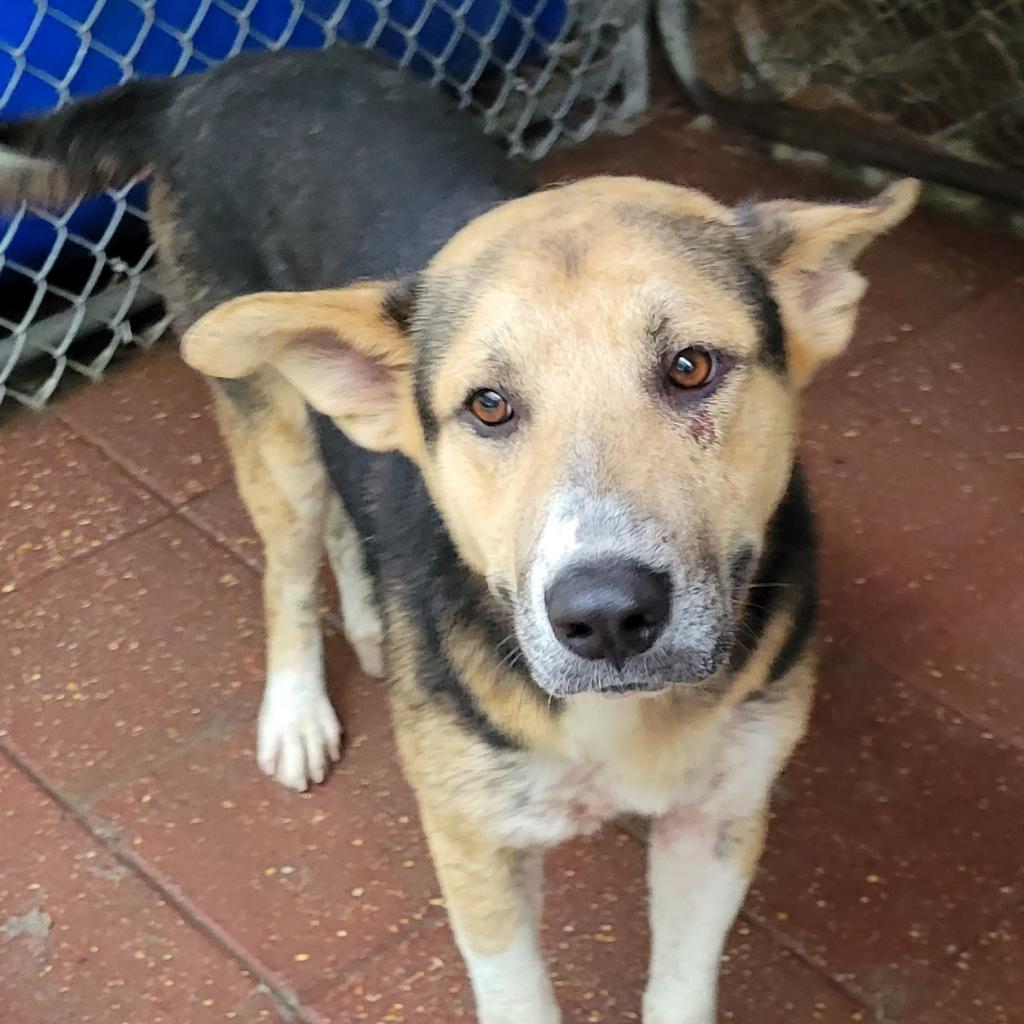 Enzo, an adoptable Shepherd, Mixed Breed in Boaz, AL, 35957 | Photo Image 3