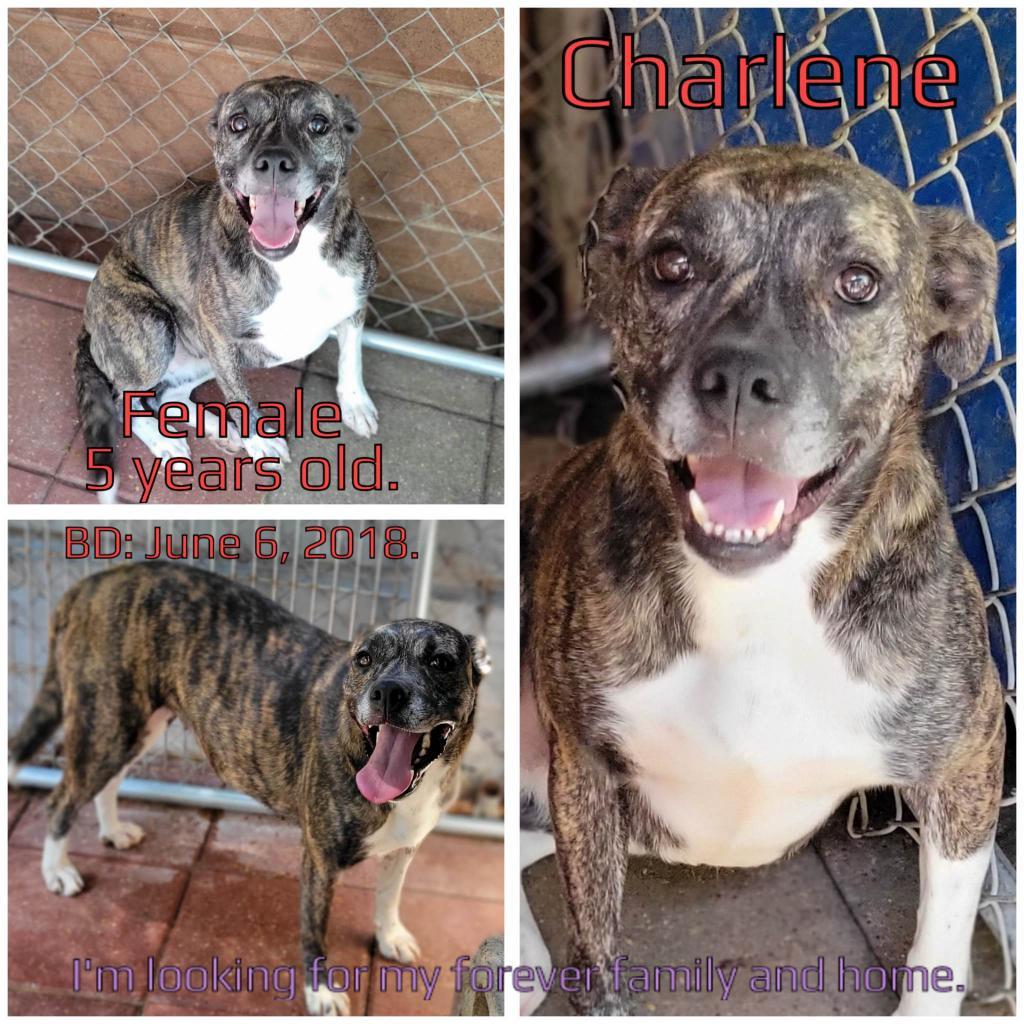 Charlene, an adoptable Mixed Breed in Boaz, AL, 35957 | Photo Image 2