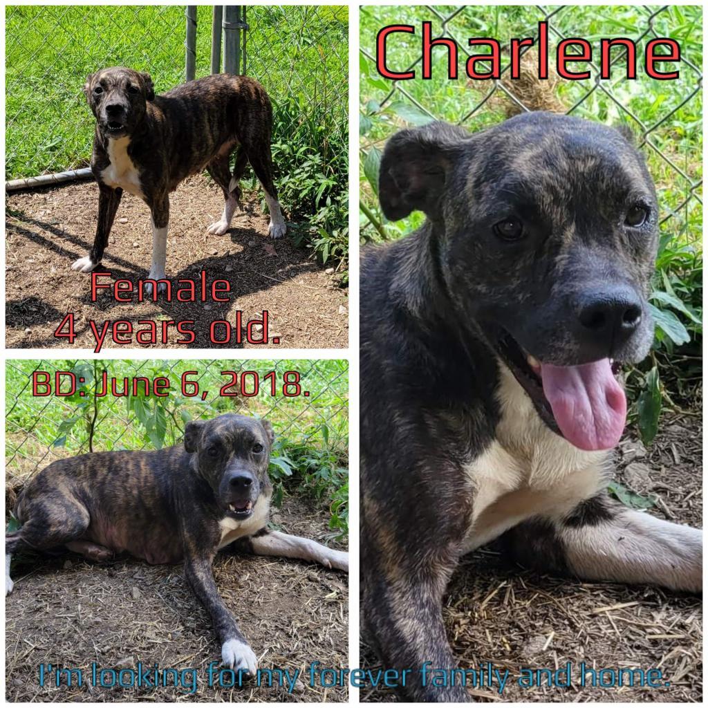 Charlene, an adoptable Mixed Breed in Boaz, AL, 35957 | Photo Image 4