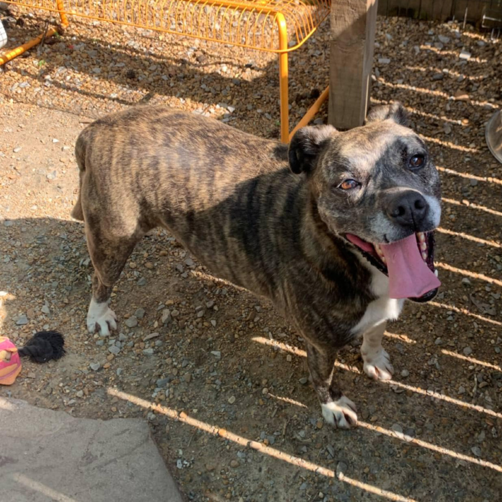 Charlene, an adoptable Mixed Breed in Boaz, AL, 35957 | Photo Image 5