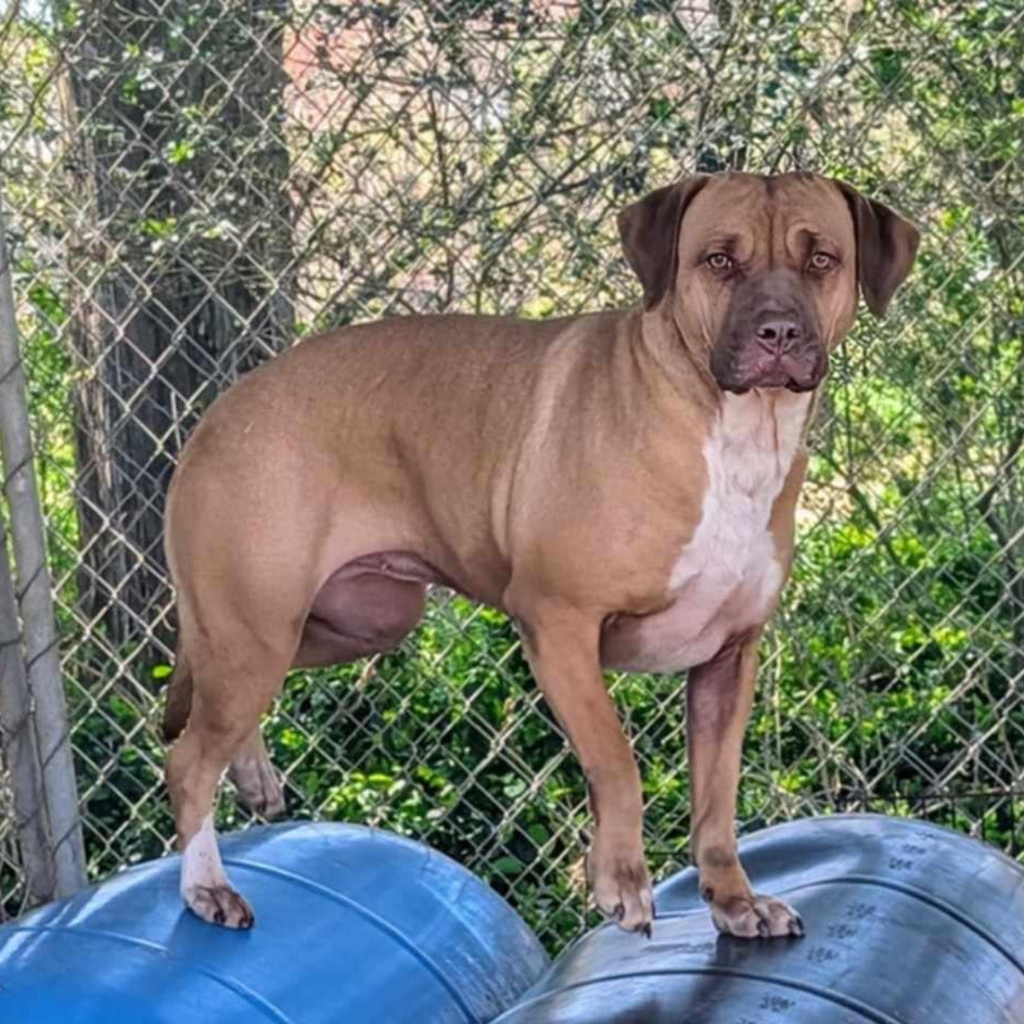 Diane, an adoptable Mixed Breed in Boaz, AL, 35957 | Photo Image 1
