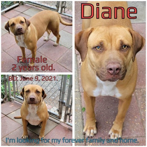 Diane