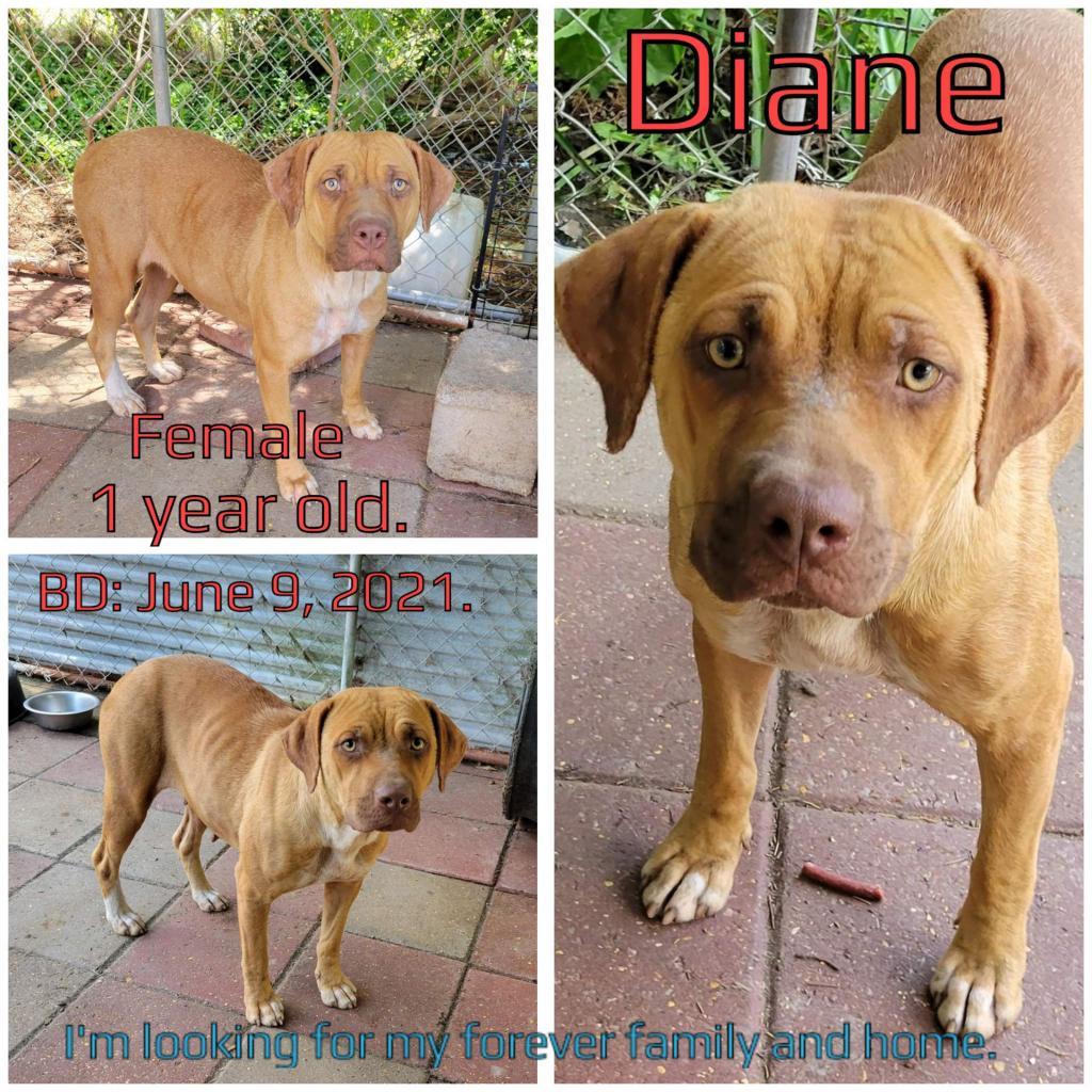 Diane, an adoptable Mixed Breed in Boaz, AL, 35957 | Photo Image 3