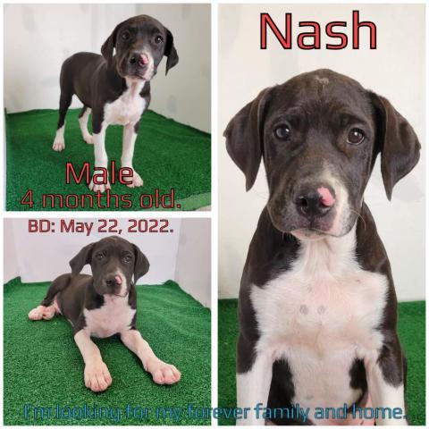 Nash