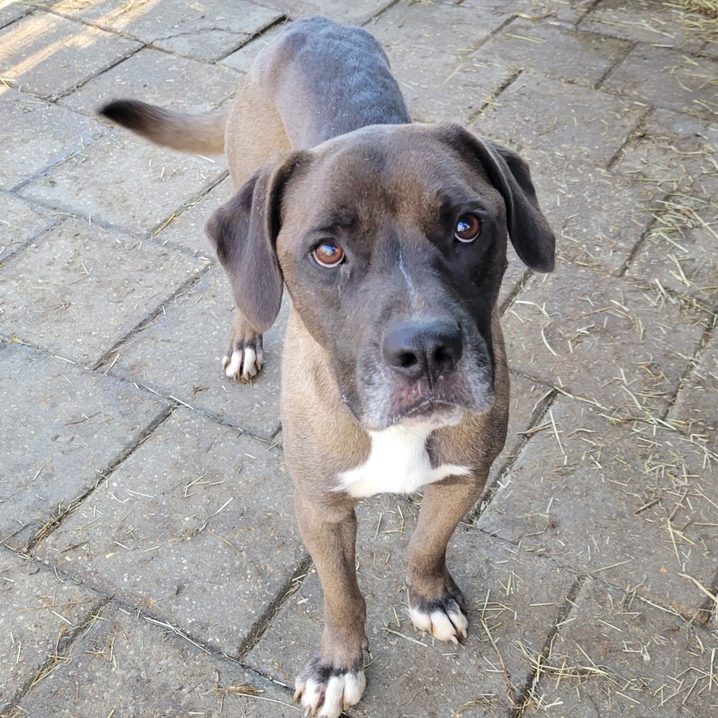 Huxley, an adoptable Mixed Breed in Boaz, AL, 35957 | Photo Image 1
