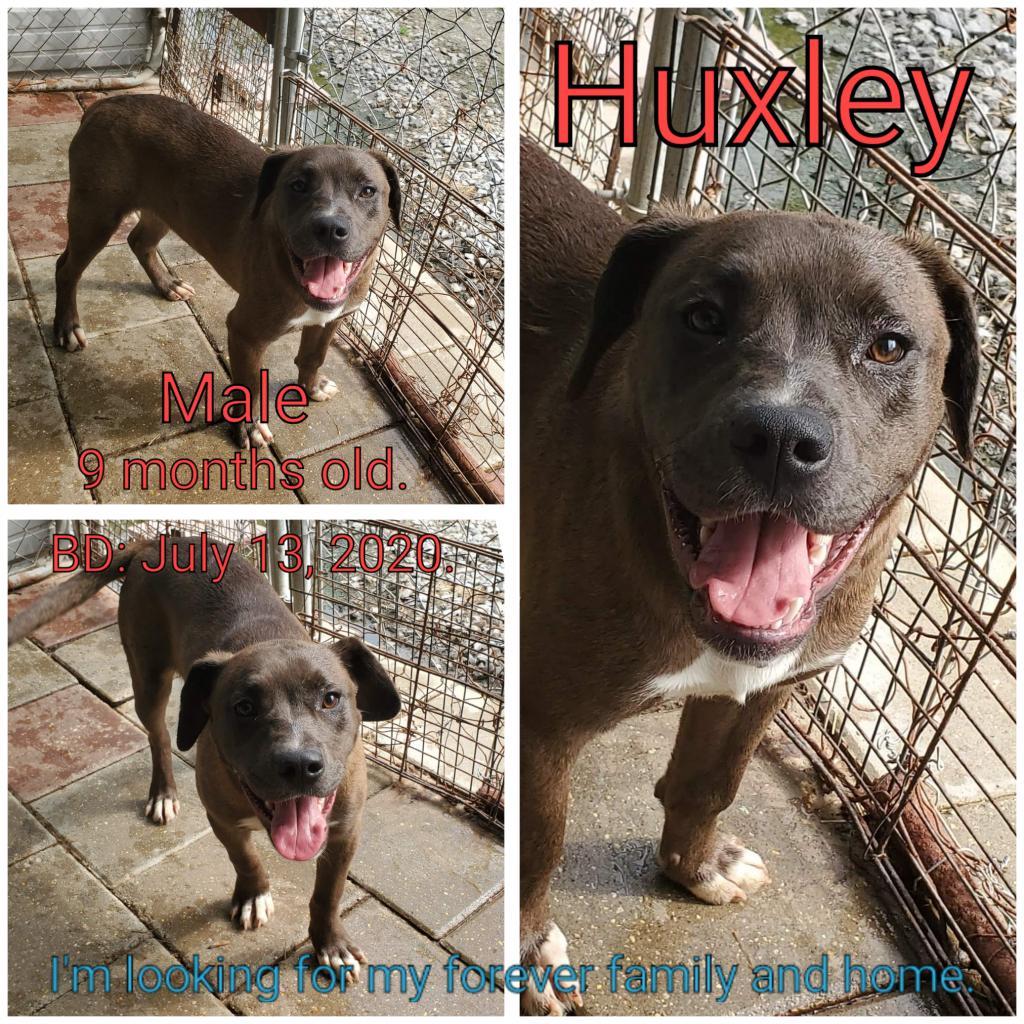 Huxley, an adoptable Mixed Breed in Boaz, AL, 35957 | Photo Image 2