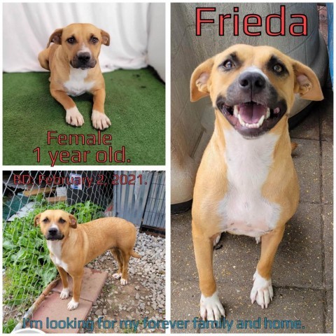 Frieda