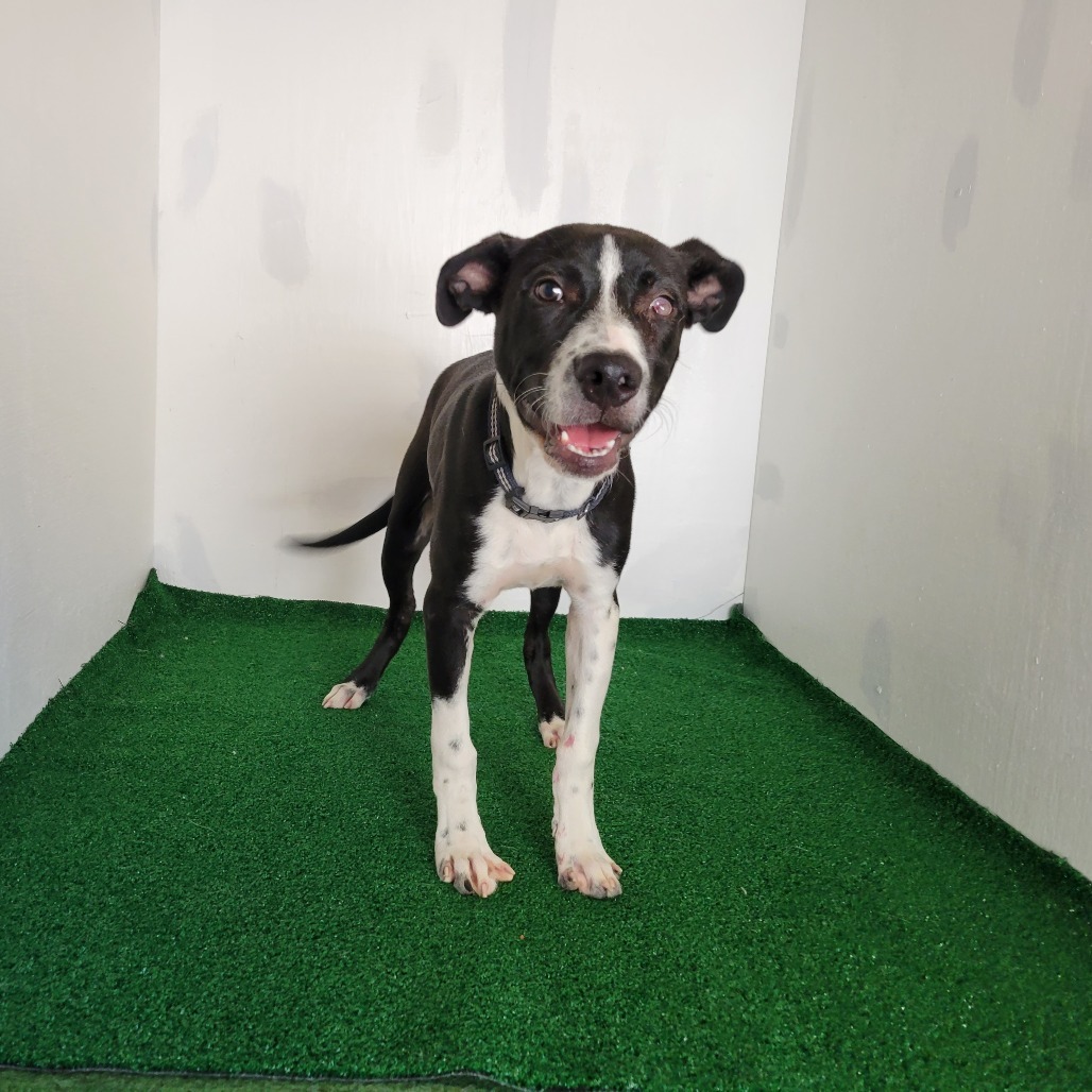 Gilbert, an adoptable Mixed Breed in Boaz, AL, 35957 | Photo Image 1