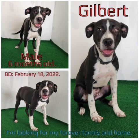 Gilbert