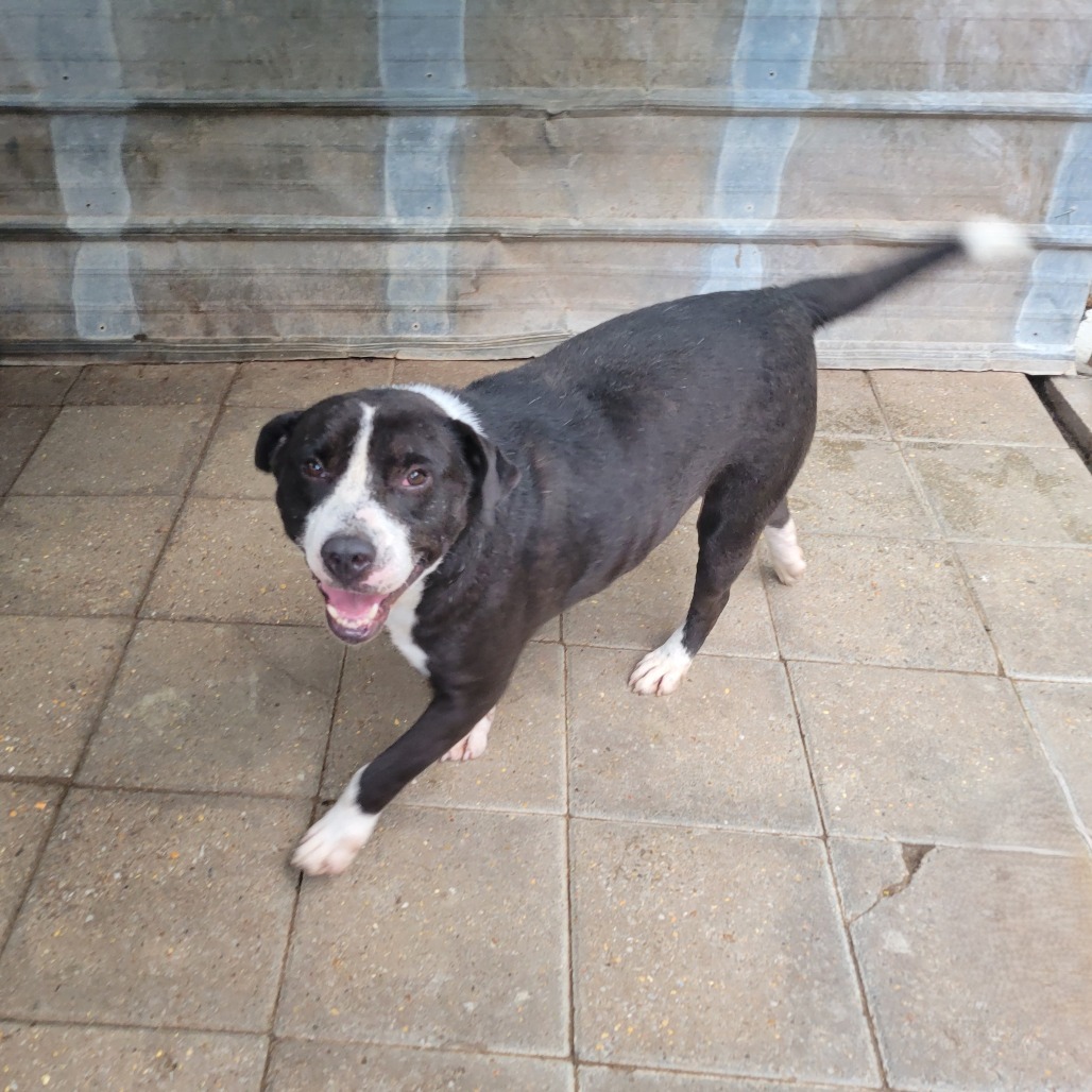 Durango, an adoptable Mixed Breed in Boaz, AL, 35957 | Photo Image 1
