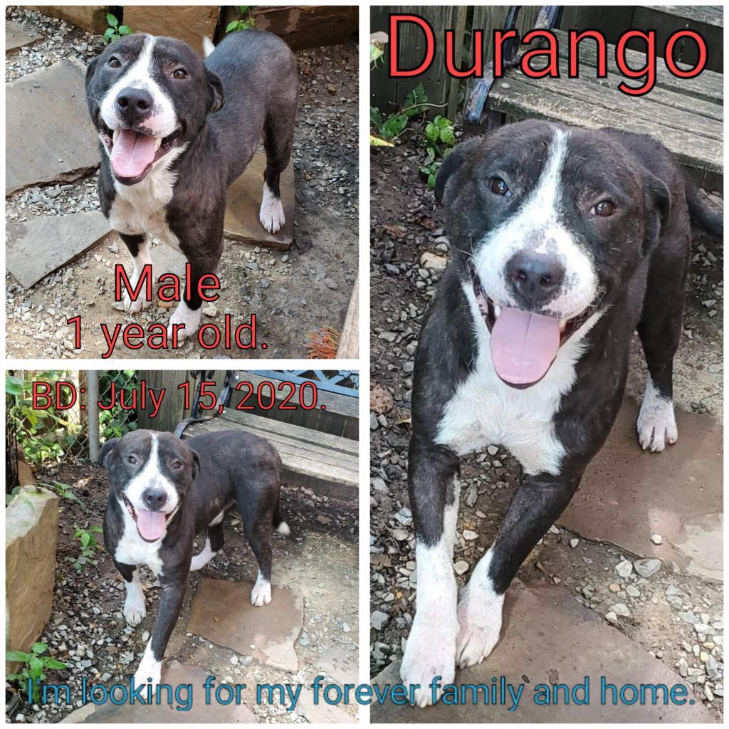 Durango, an adoptable Mixed Breed in Boaz, AL, 35957 | Photo Image 2