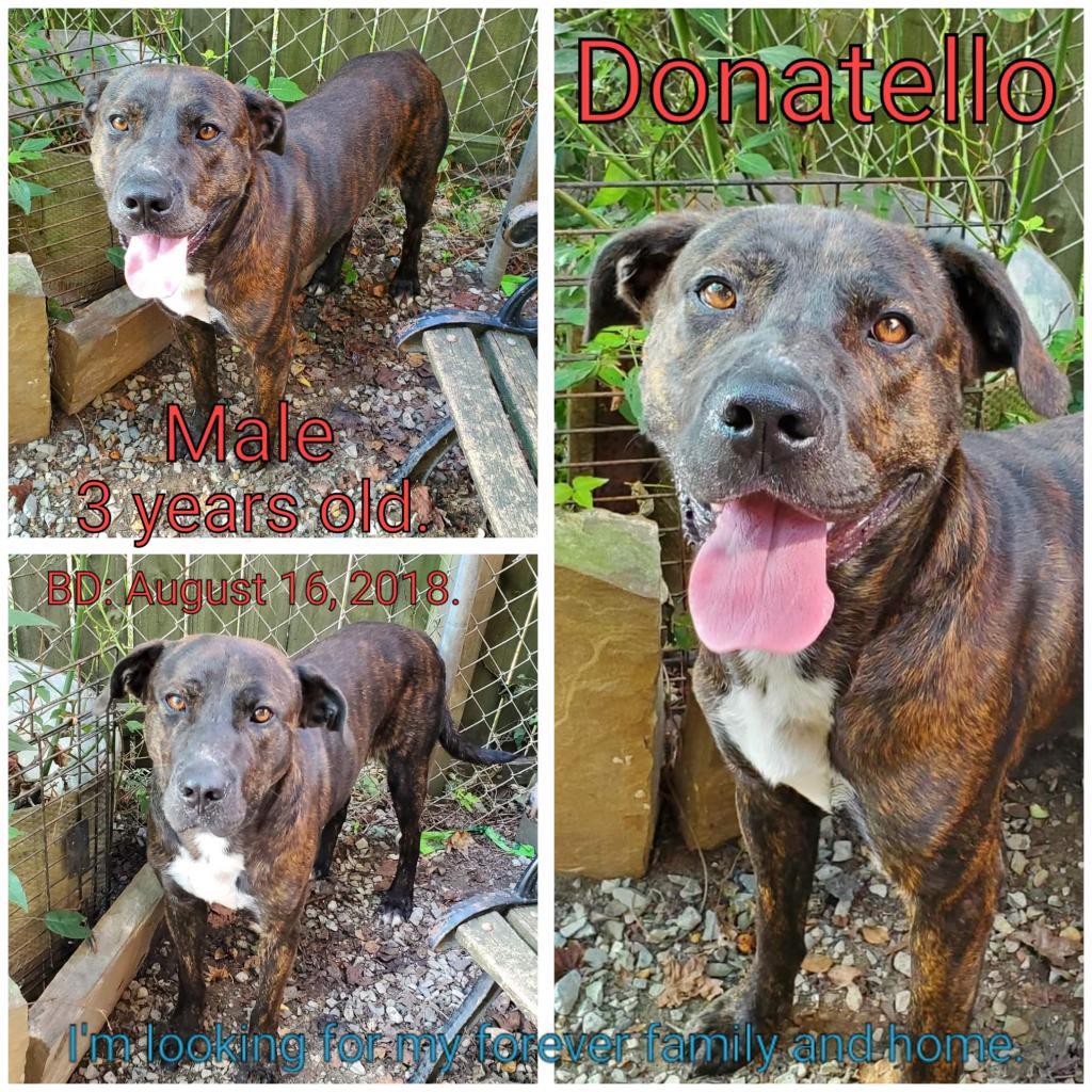 Donatello, an adoptable Mixed Breed in Boaz, AL, 35957 | Photo Image 1