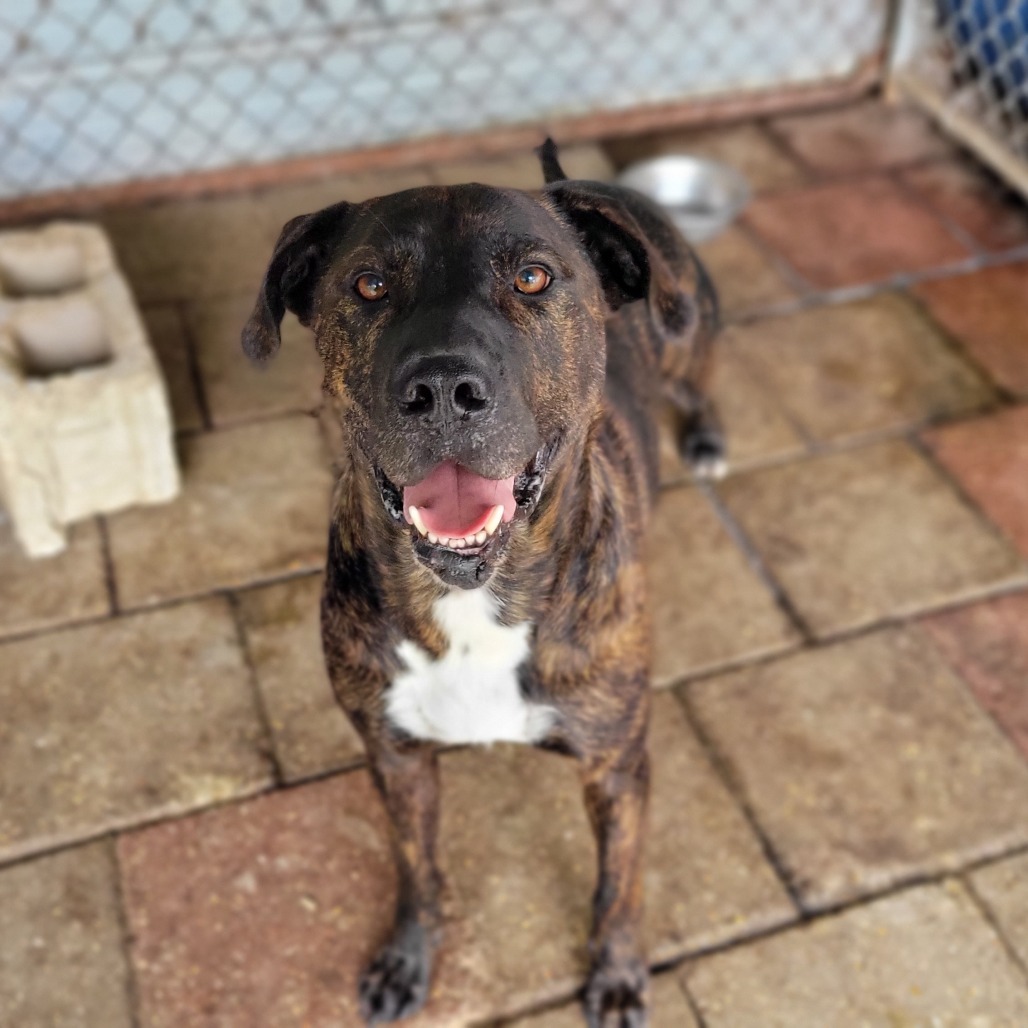 Donatello, an adoptable Mixed Breed in Boaz, AL, 35957 | Photo Image 1
