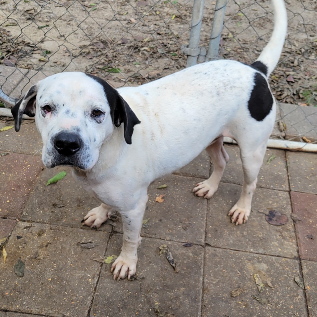 Gash, an adoptable Mixed Breed in Boaz, AL, 35957 | Photo Image 1