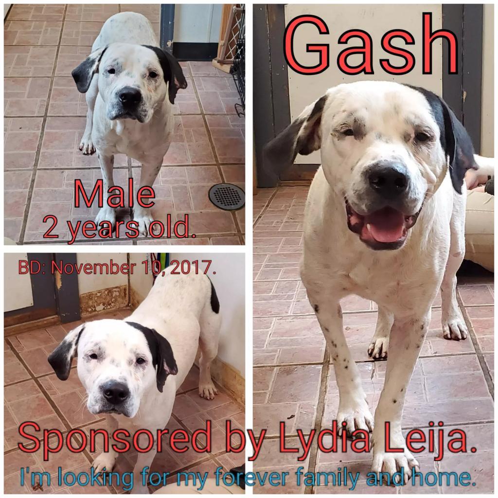 Gash, an adoptable Mixed Breed in Boaz, AL, 35957 | Photo Image 3