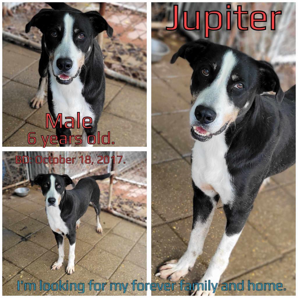 Jupiter, an adoptable Mixed Breed in Boaz, AL, 35957 | Photo Image 1