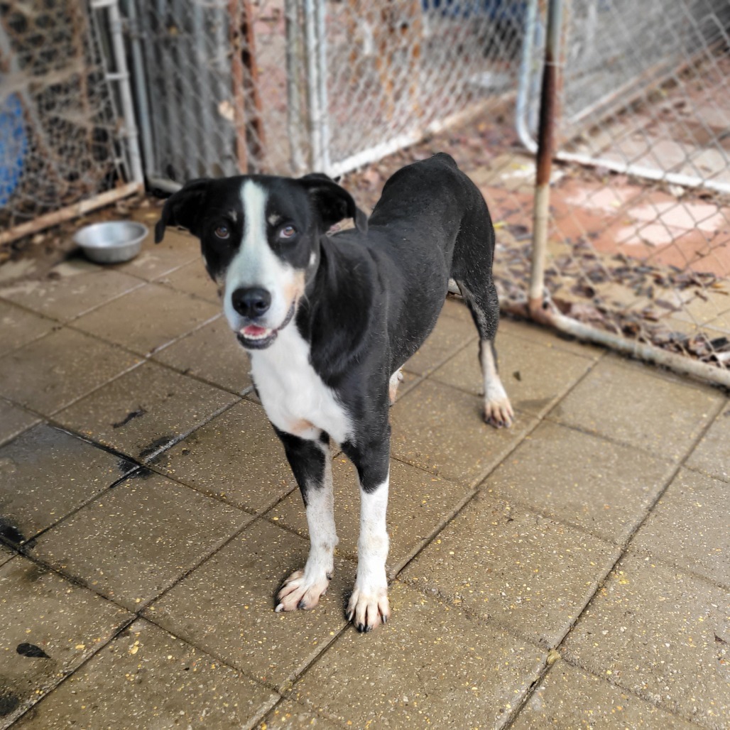 Jupiter, an adoptable Mixed Breed in Boaz, AL, 35957 | Photo Image 1