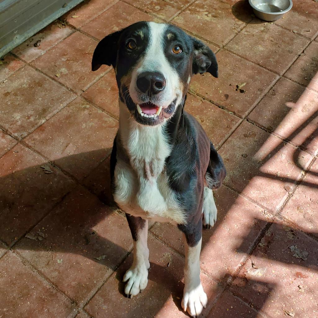 Jupiter, an adoptable Mixed Breed in Boaz, AL, 35957 | Photo Image 4