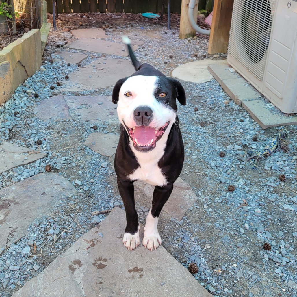 Lenny, an adoptable Mixed Breed in Boaz, AL, 35957 | Photo Image 1