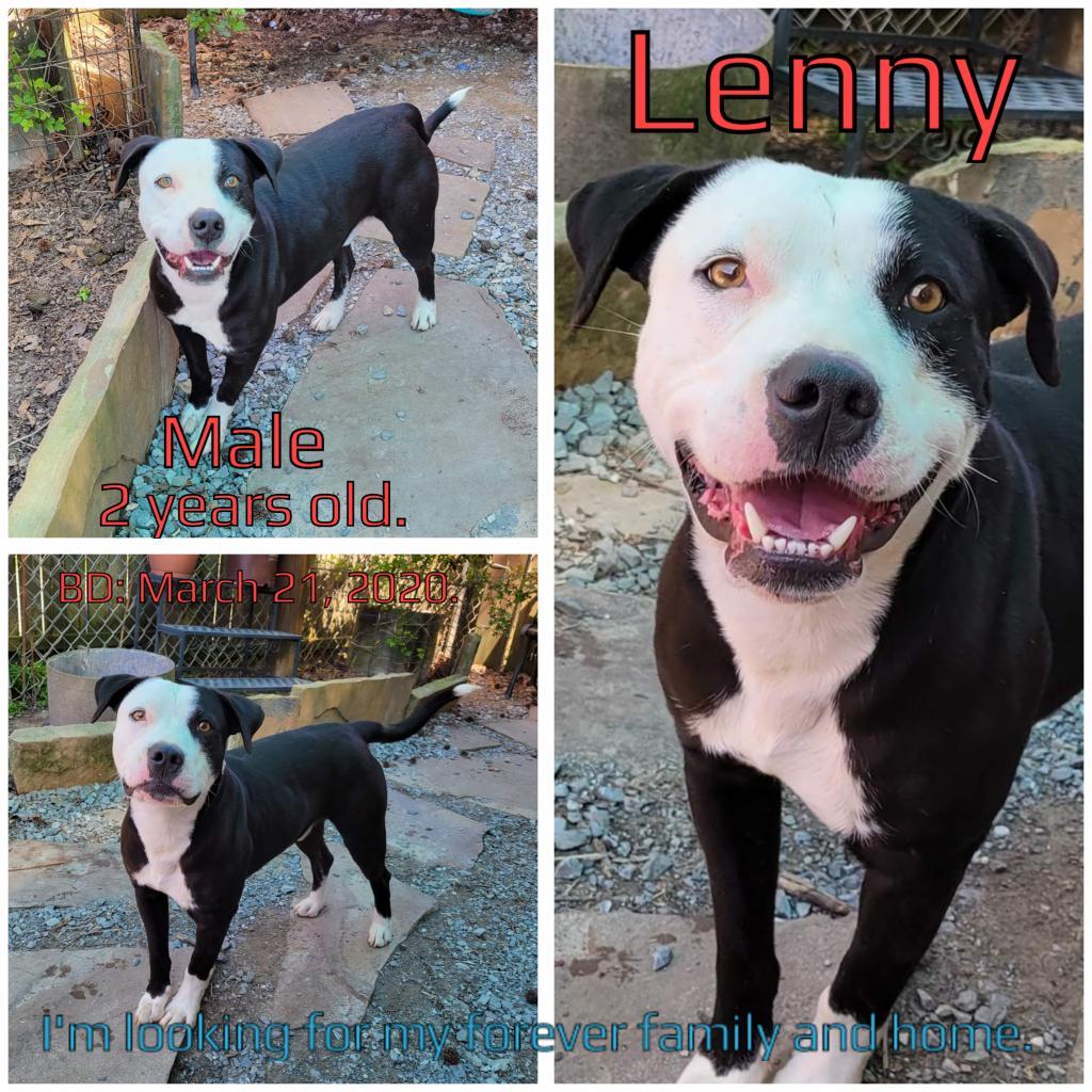 Lenny, an adoptable Mixed Breed in Boaz, AL, 35957 | Photo Image 2