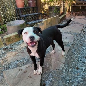 Manny, Adult Male Mixed Breed