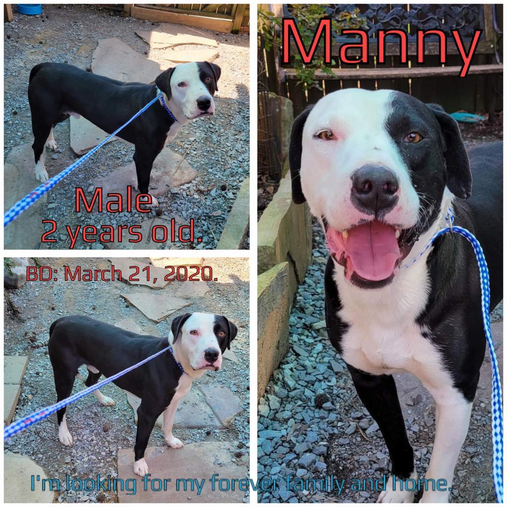 Manny, an adoptable Mixed Breed in Boaz, AL, 35957 | Photo Image 2