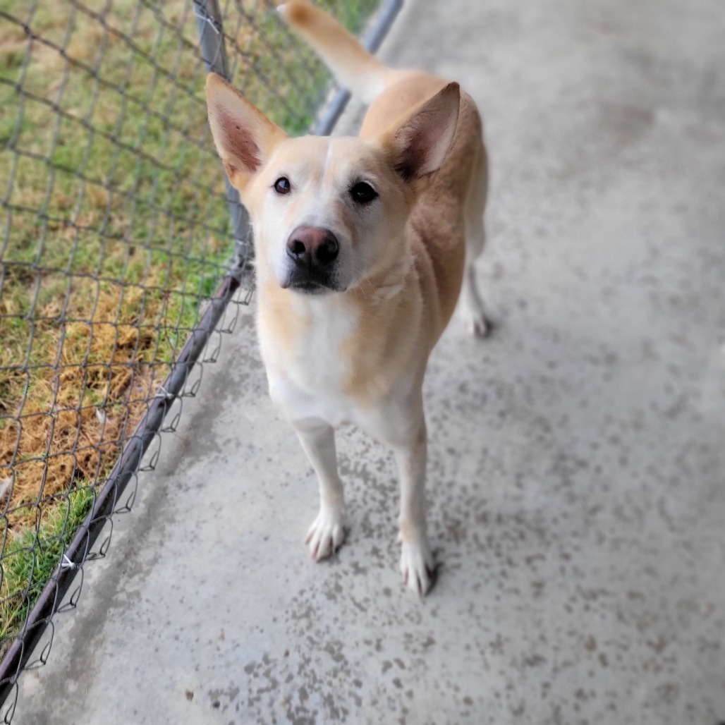 Poncho, an adoptable Mixed Breed in Boaz, AL, 35957 | Photo Image 1