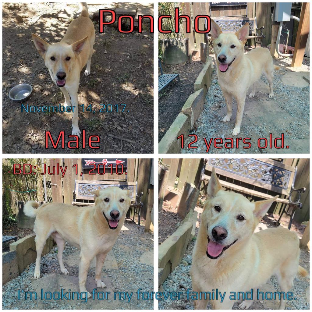 Poncho, an adoptable Mixed Breed in Boaz, AL, 35957 | Photo Image 2