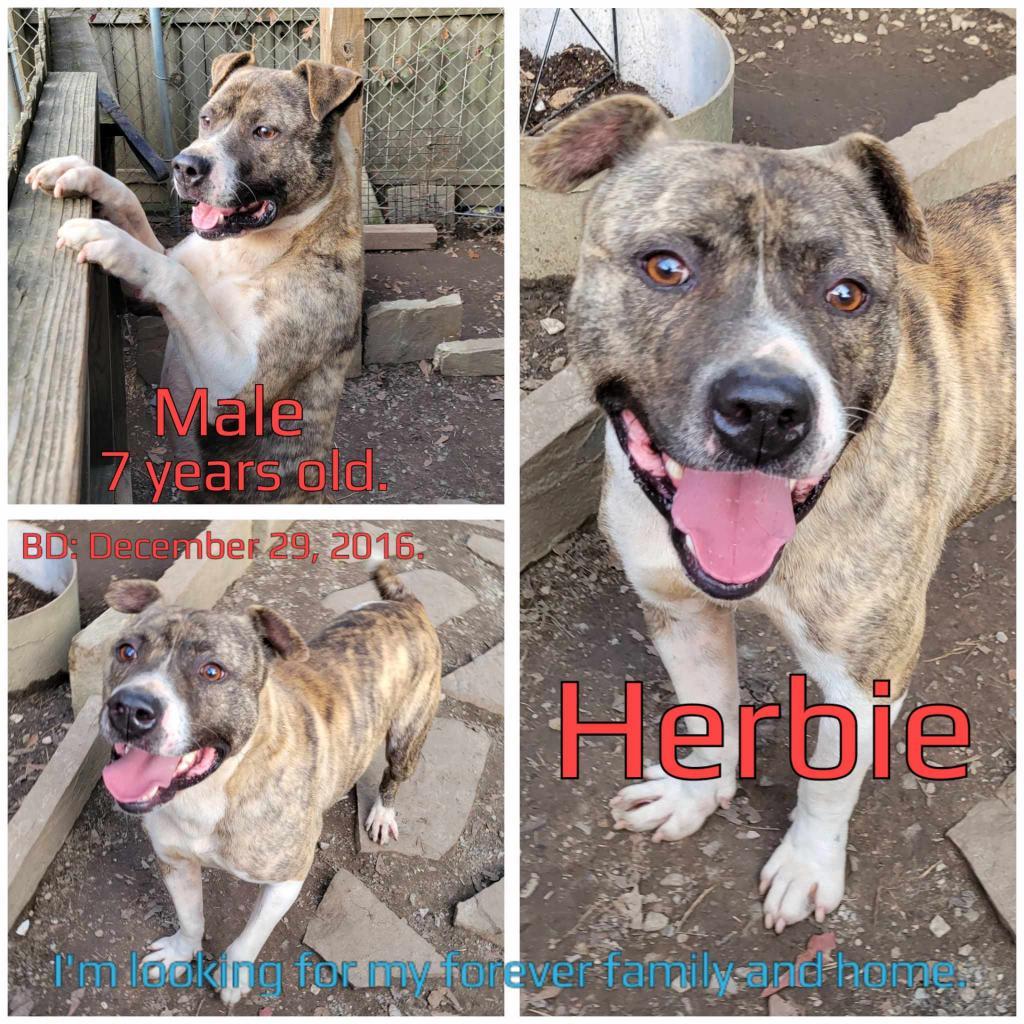 Herbie, an adoptable Mixed Breed in Boaz, AL, 35957 | Photo Image 1