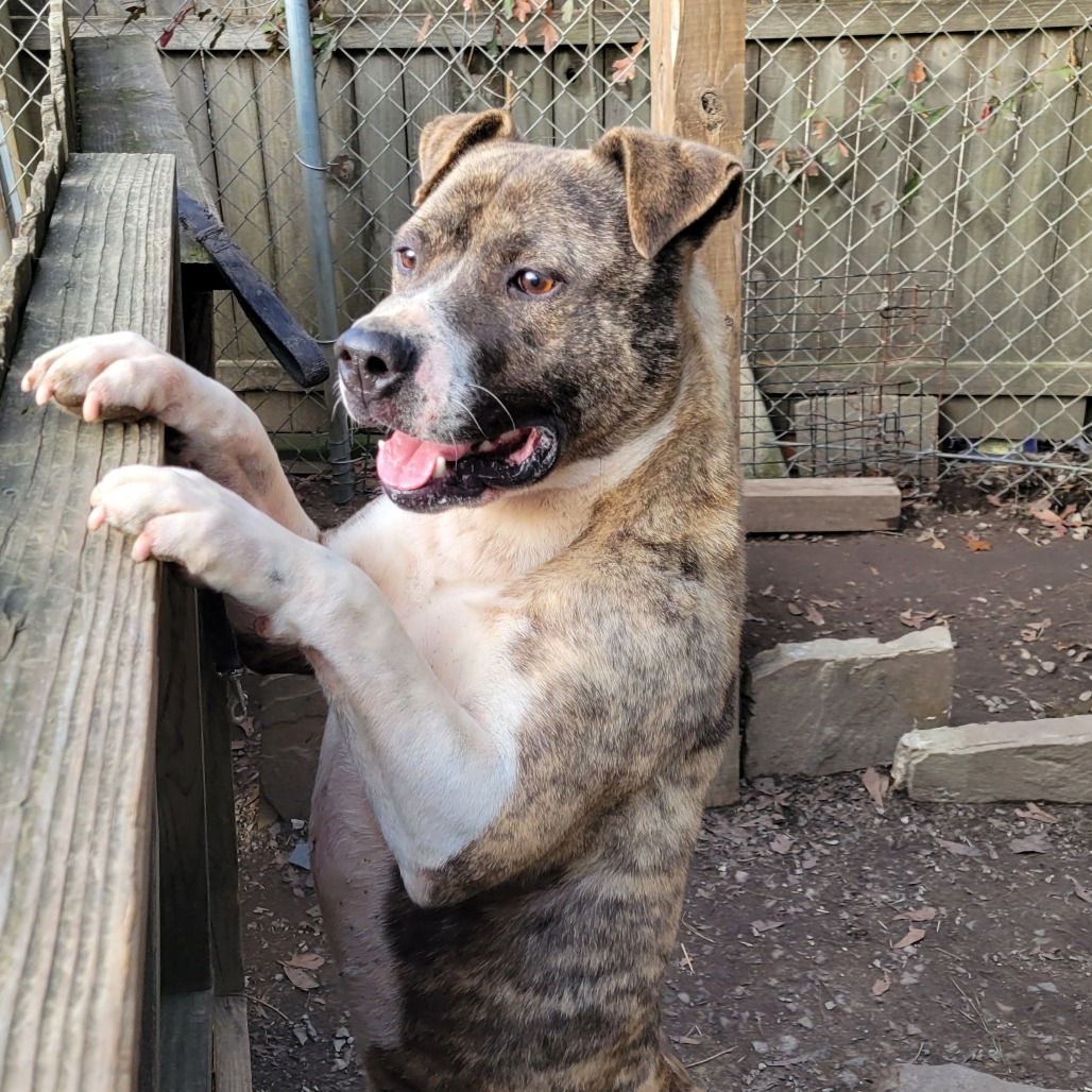 Herbie, an adoptable Mixed Breed in Boaz, AL, 35957 | Photo Image 1